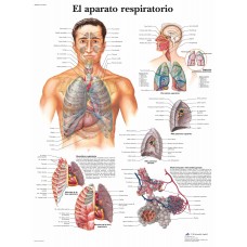 Lámina 3B Aparato Respiratorio